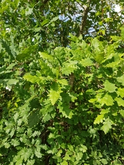 Quercus estremadurensis