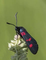 Zygaena trifolii