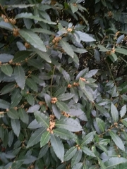Laurus nobilis