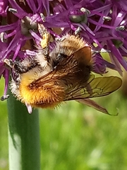 Bombus pascuorum