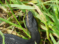 Vipera nikolskii