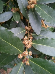 Laurus nobilis