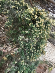 Anthyllis barba-jovis