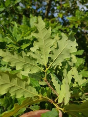 Quercus estremadurensis