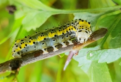Diloba caeruleocephala