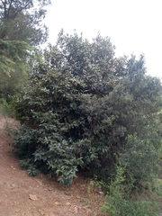 Laurus nobilis