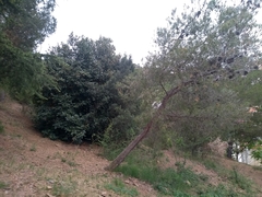 Laurus nobilis