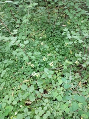 Lamium galeobdolon galeobdolon