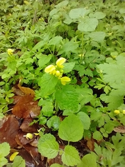 Lamium galeobdolon galeobdolon