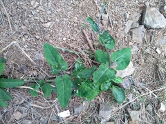 Araujia sericifera
