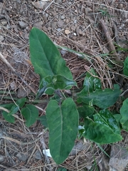 Araujia sericifera