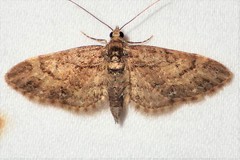 Eupithecia columbiata