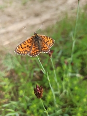 Melitaea trivia