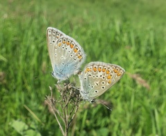 Polyommatus icarus