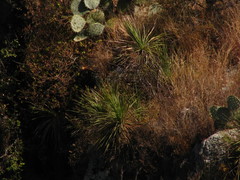 Dasylirion parryanum