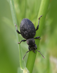 Otiorhynchus tristis
