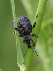 Otiorhynchus tristis