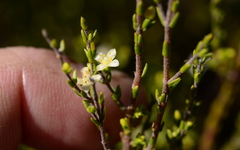 Lachnaea axillaris