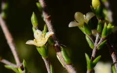 Lachnaea axillaris