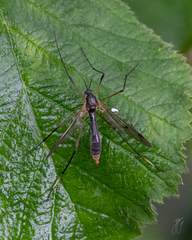 Ptychoptera albimana