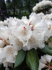 Rhododendron