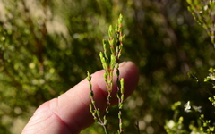 Lachnaea axillaris