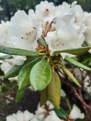 Rhododendron