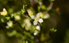 Lachnaea axillaris