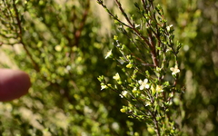 Lachnaea axillaris
