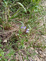 Veronica orsiniana