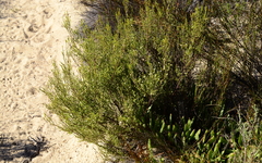 Lachnaea axillaris