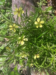 Lysimachia quadriflora