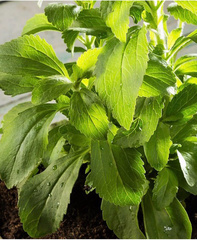Stevia rebaudiana