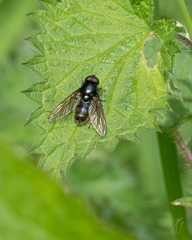 Cheilosia