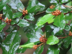 Croton pseudopulchellus
