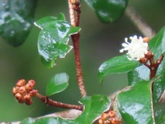 Croton pseudopulchellus