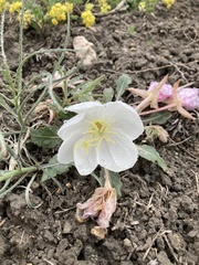 Oenothera cespitosa cespitosa