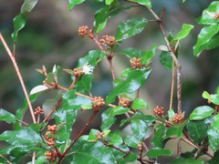 Croton pseudopulchellus