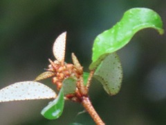 Croton pseudopulchellus