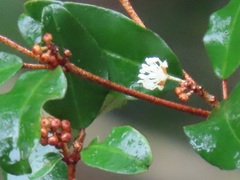 Croton pseudopulchellus