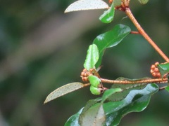 Croton pseudopulchellus