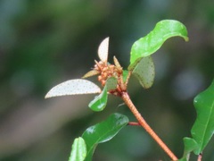Croton pseudopulchellus