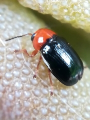 Cryptocephalus rufipes