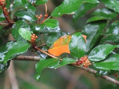 Croton pseudopulchellus