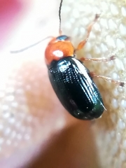 Cryptocephalus rufipes