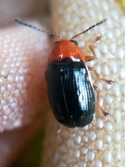 Cryptocephalus rufipes