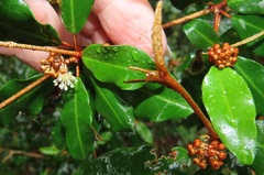 Croton pseudopulchellus