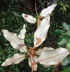 Croton pseudopulchellus