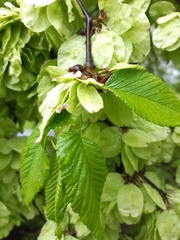 Ulmus glabra