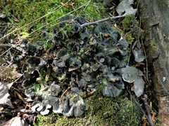 Peltigera ponojensis